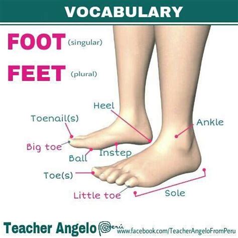 feet inglese|words that mean feet.